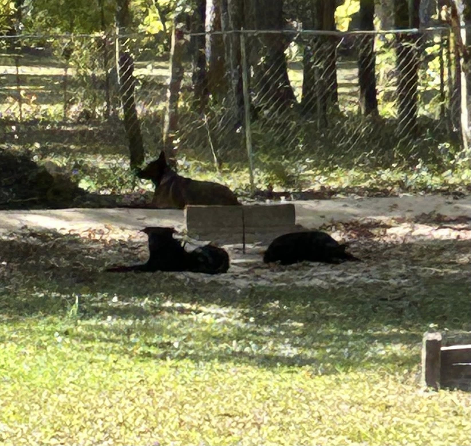 You are currently viewing Dogs Running Amok